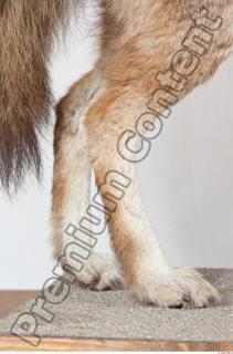 Wolf leg photo reference 0005